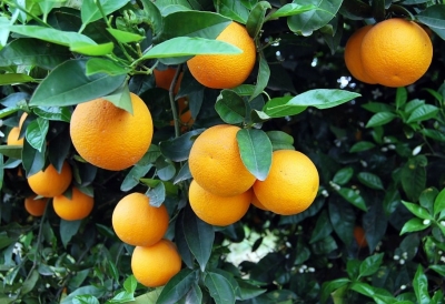 Πορτοκάλια μυρωδάτα...